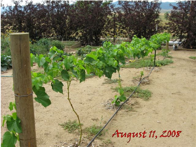Nico's vineyard